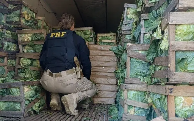 Em Rio Negrinho, SC, PRF apreendeu 2.739 tabletes de maconha em um caminhão de repolho. O material foi achado no baú du…