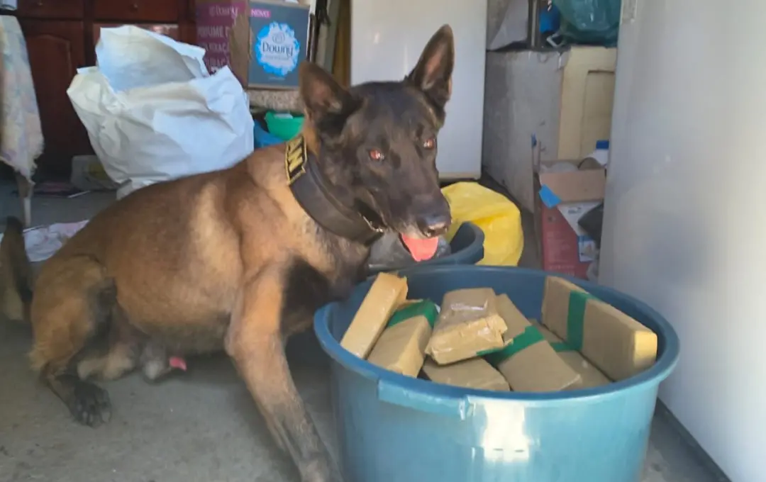 Sítio na zona rural de Itatiba, São Paulo, teve mais de 50 kg de drogas apreendidos, sendo 30 kg de cocaína e 20 kg de …