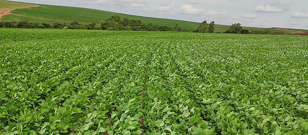Exportações de Goiás chegaram a 1,14 bilhão de dólares em agosto, com soja e carne bovina como destaque. É um bom sinal…
