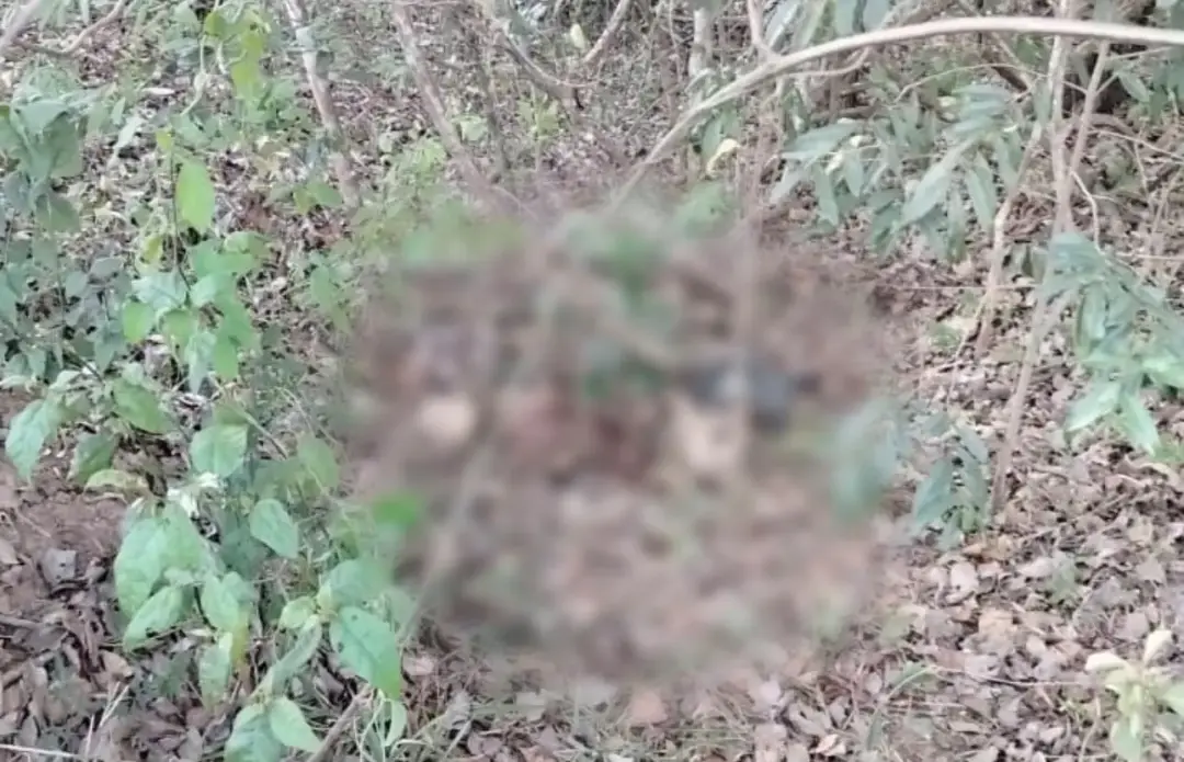 Uma ossada humana foi encontrada perto do local do acidente de Jefferson de Oliveira em Aparecida de Goiânia. A perícia…