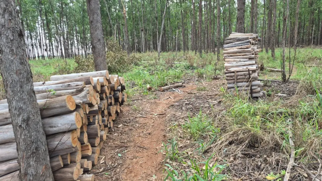 Três homens foram presos em Adamantina suspeitos de furtar madeira de uma propriedade rural, com o crime ocorrendo há m…