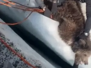 Himalaia, filhote de urso foi resgatado após ficar preso em uma fenda. É um alívio ver que a ajuda chegou nesse cenário…