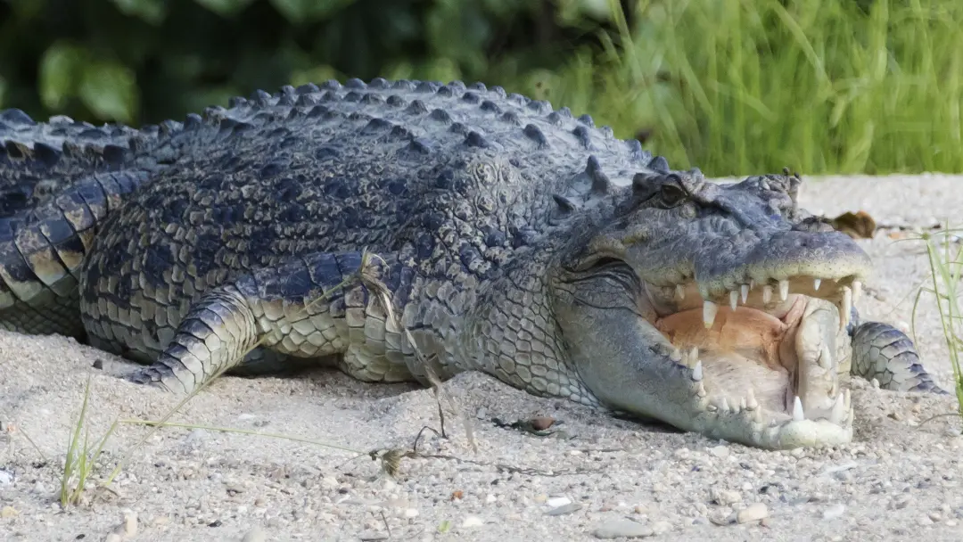 Rio com crocodilos no rio Fitzroy, em Rockhampton, Queensland, foi aprovado para sediar eventos de remo olímpicos em 20…
