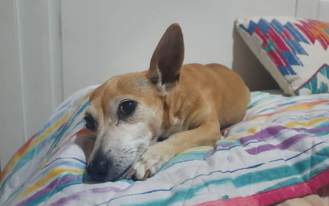 São José do Rio Preto, SP, condenou um pet hotel a pagar 13 mil reais por dano moral após a cadela Kika sumir em dezemb…