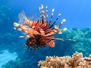 Porto Seguro BA oferece recompensa a pescadores pela captura de peixe-leão. Isso incentiva uma gestão mais focada na co…