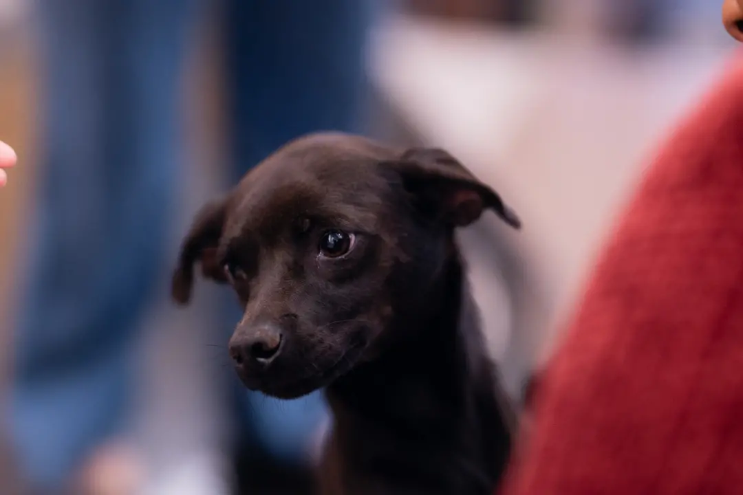 Espaço Caramelo em Goiânia vai ter evento Adota Pet neste sábado, com cerca de 12 cães e gatos para adoção. É bom que t…