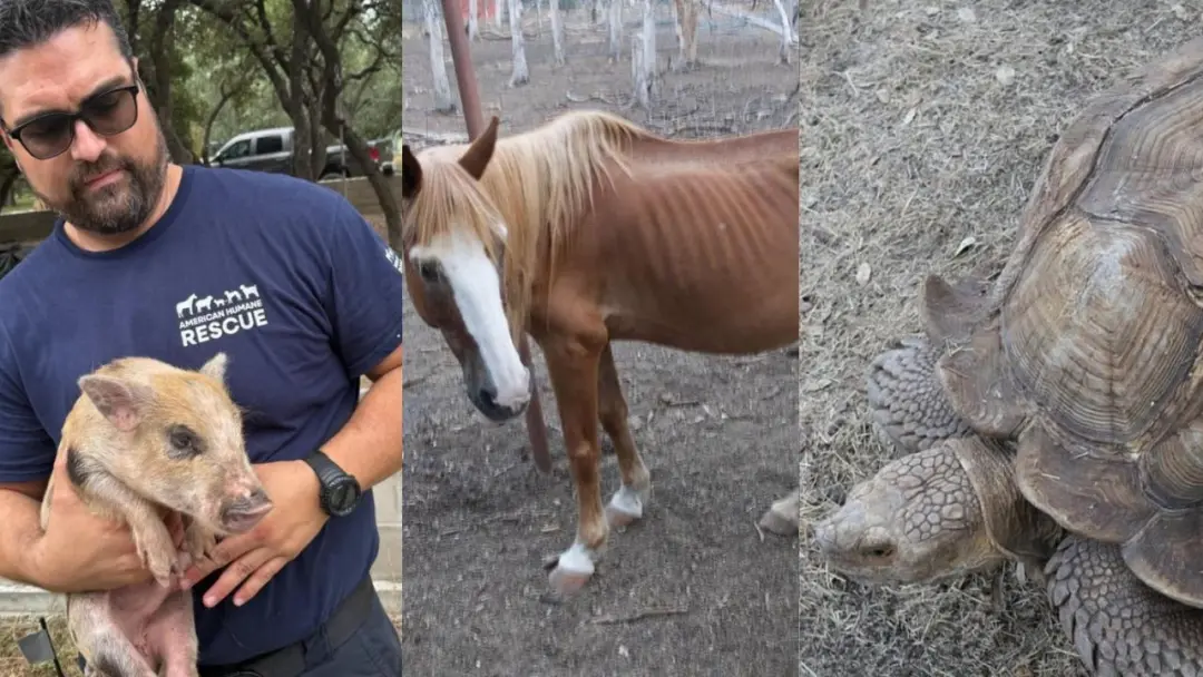 Mais de cem animais foram removidos de um santuário no Texas depois que foram encontradas carcaças de cavalos e primata…