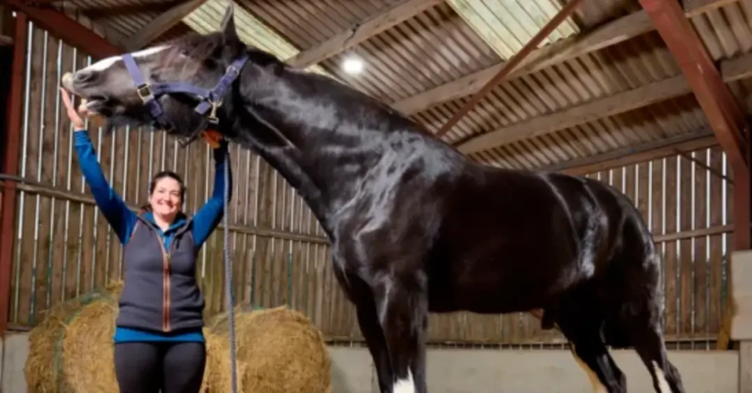 Hugo, o cavalo Shire, atingiu 1,99 metro de altura medido do casco à cernelha na Inglaterra. É uma dimensão impressiona…