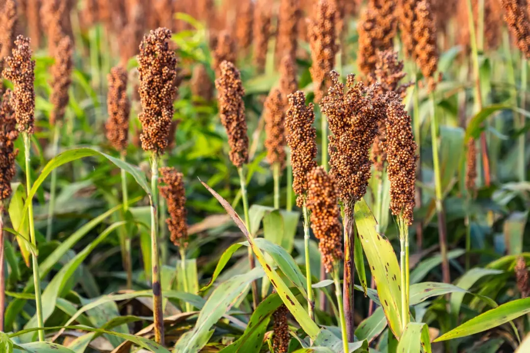 Goiás manteve a liderança nacional na produção de sorgo em 2025, com 1,78 milhão de toneladas colhidas, um aumento de 1…
