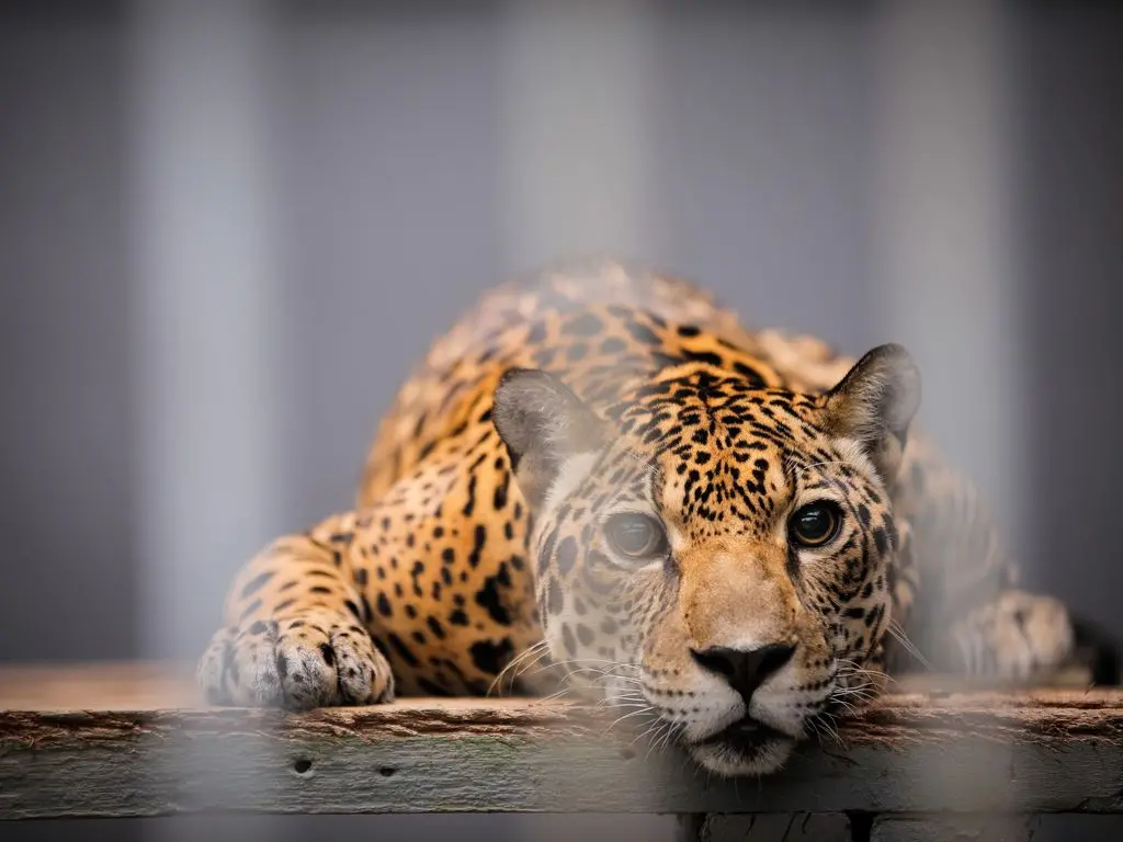 Projeto proíbe zoológicos para exibição pública no Brasil, com prazo de dois anos para desativação. A manutenção de esp…
