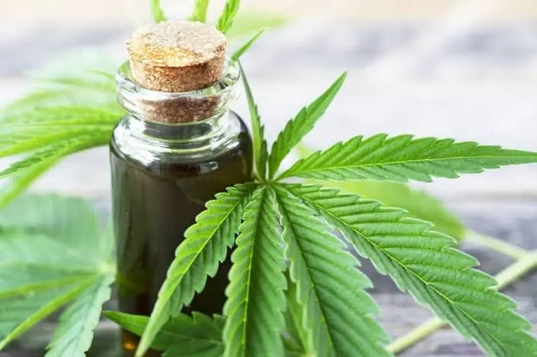 Com o novo drogômetro, 12 substâncias psicoativas além do álcool entram na fiscalização. O THC, substância da maconha, …