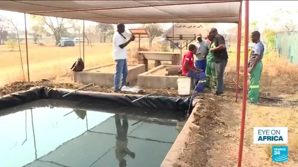 Zimbabwe: agricultores em algumas comunidades estão usando técnicas de captação de água e aquaponia para proteger as co…
