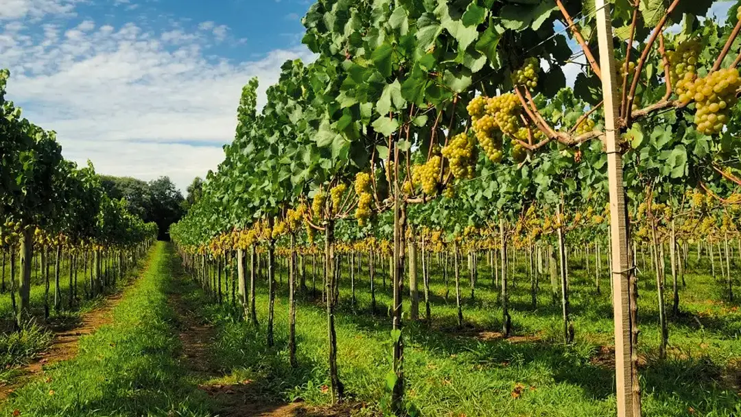 Serra Gaúcha testa 16 uvas mais resistentes para lidar com o clima. A Aurora tá apostando em variedades que aguentam me…