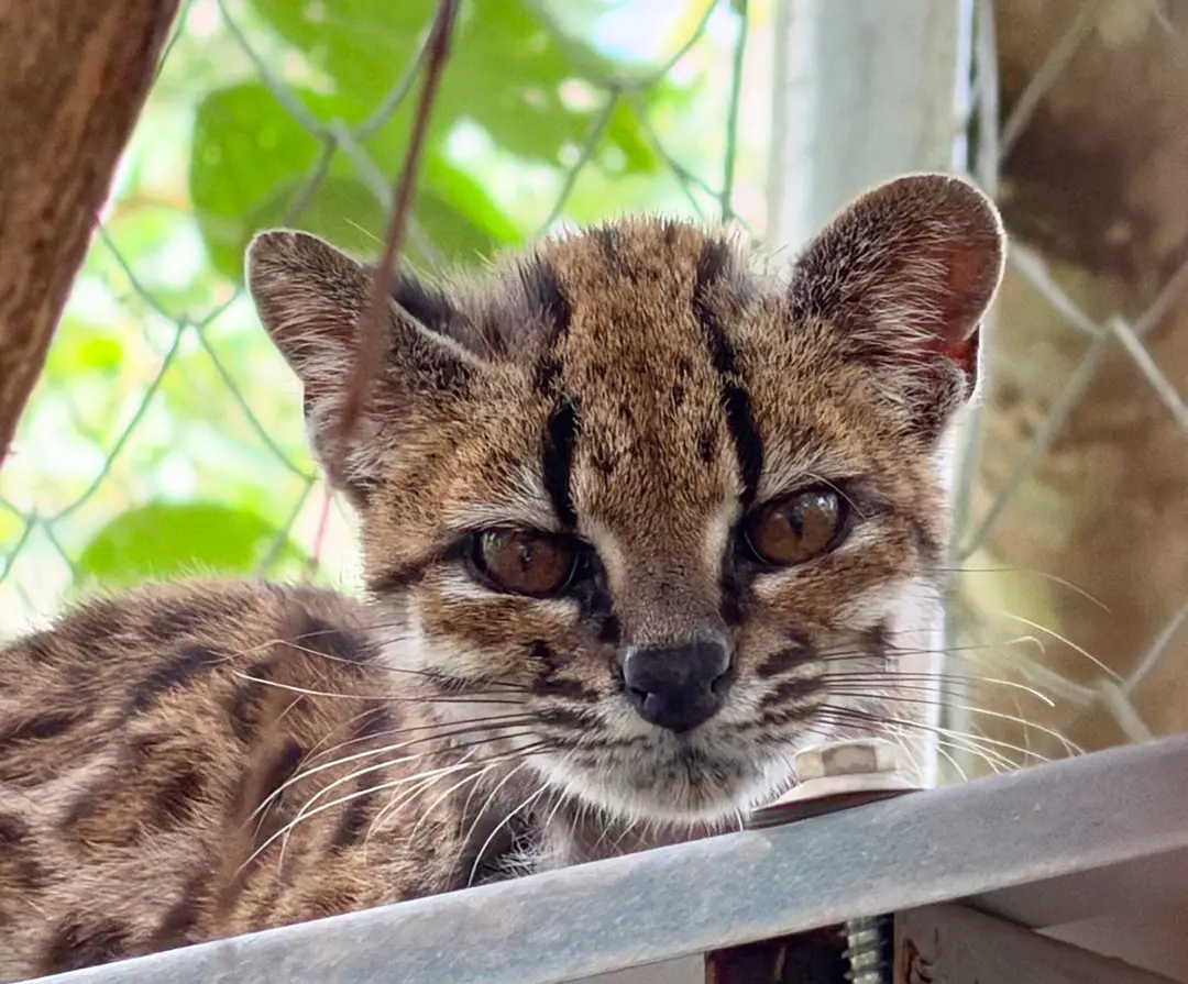 Tilcayo, um felino mais raro do mundo, foi a primeira espécie de felino a ser descrita pela ciência em mais de cem anos…