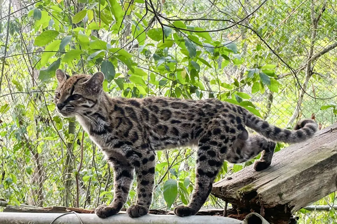 Bolívia, um tilcayo pontilhado diminuto é nomeado como nova espécie de gato. A divisão genética de 38 indivíduos do gên…