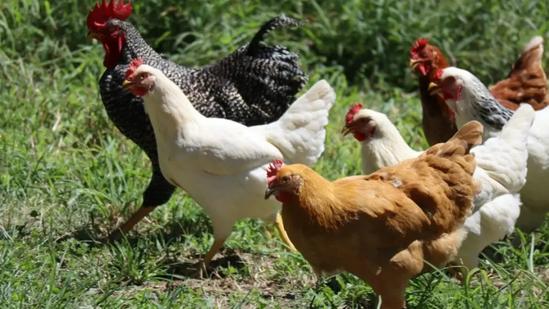 União Europeia aceitou os protocolos brasileiros para controle de antimicrobianos e a retomada da exportação de frango …