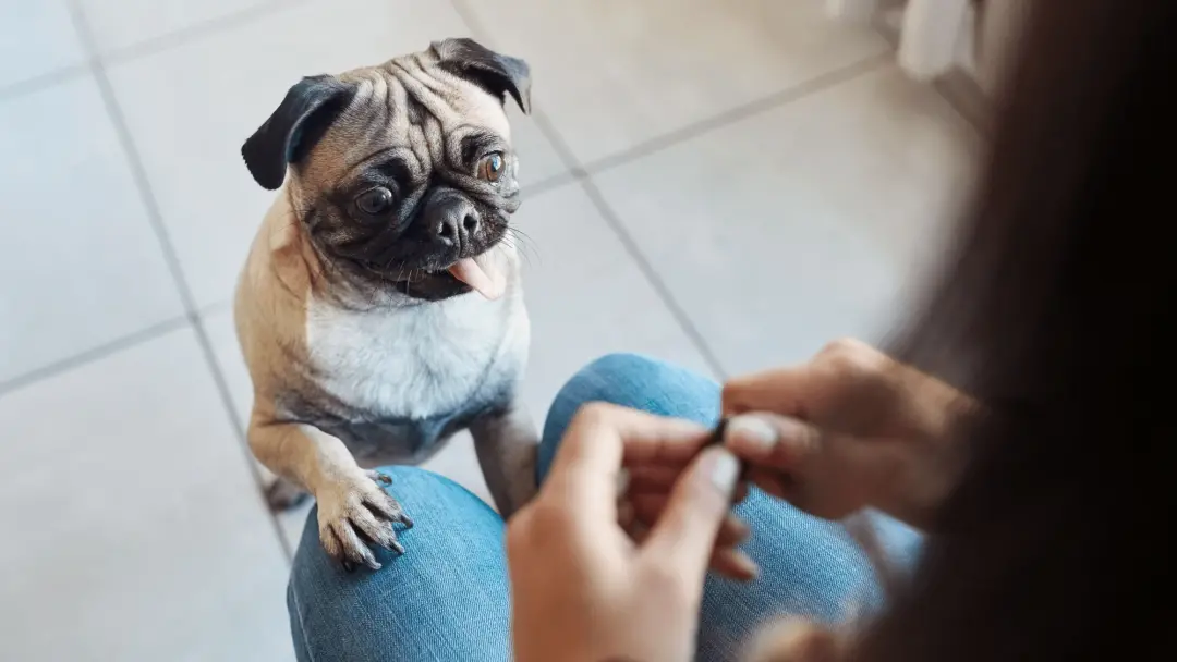 Os cães mostram padrões cerebrais parecidos com o autocontrole humano quando recebem o comando nao. O controle de compo…
