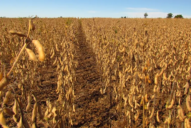 Rio Verde, Jataí e Cristalina, três municípios de Goiás, estão entre os que mais produzem no Brasil com um valor de pro…