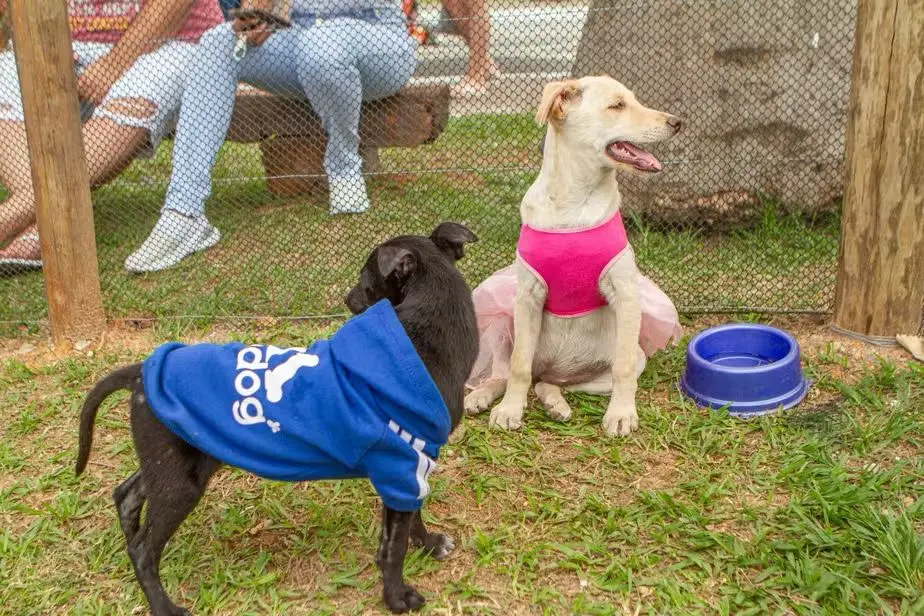 Modo Pet Itaguaí abre seis workshops gratuitos em setembro, com 20 vagas para moradores aprenderem sobre cuidados com c…