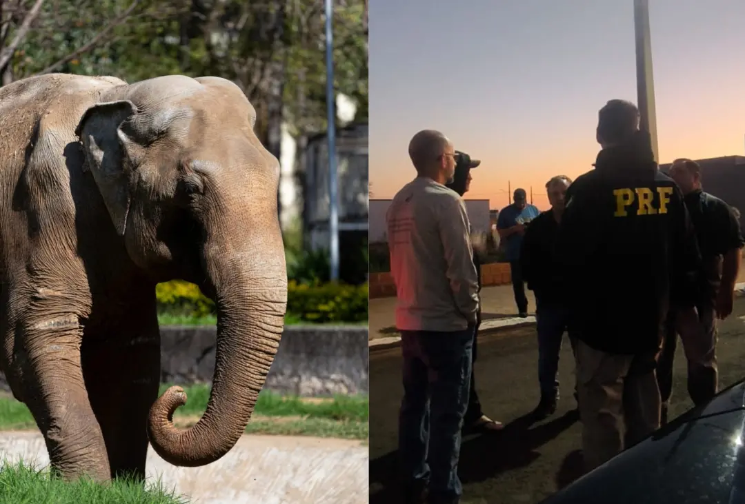 Elefante Sandro, de 54 anos, parou em Campo Grande para lanche de frutas e capim na viagem até o santuário. É important…