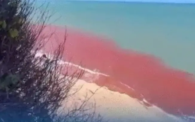 Galveston, no Texas, viu alerta por maré vermelha tóxica com alga Karenia brevis. A concentração dessas algas libera su…