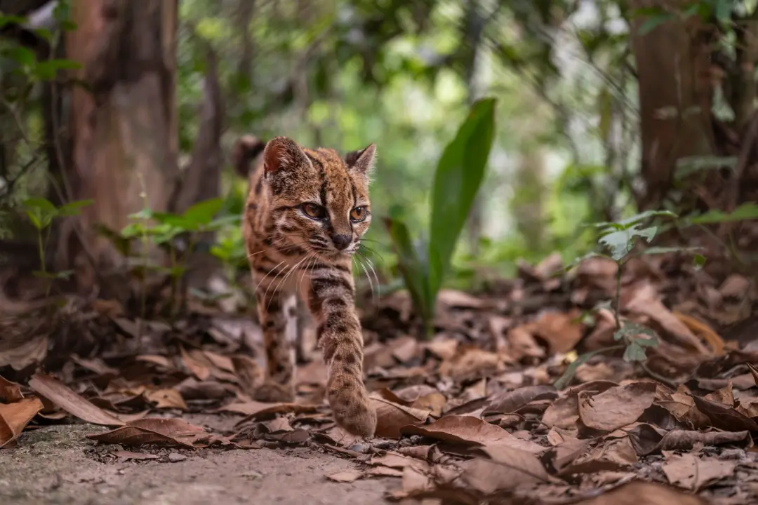 Nova espécie de gato foi descoberta, menor que o gato doméstico, mas com manchas de leopardo. A descoberta é importante…