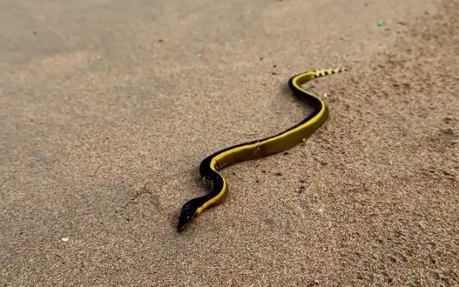 Sul da Califórnia viu uma serpente de barriga amarela do mar, rara e venenosa, durante caminhada em uma praia. Ver um a…