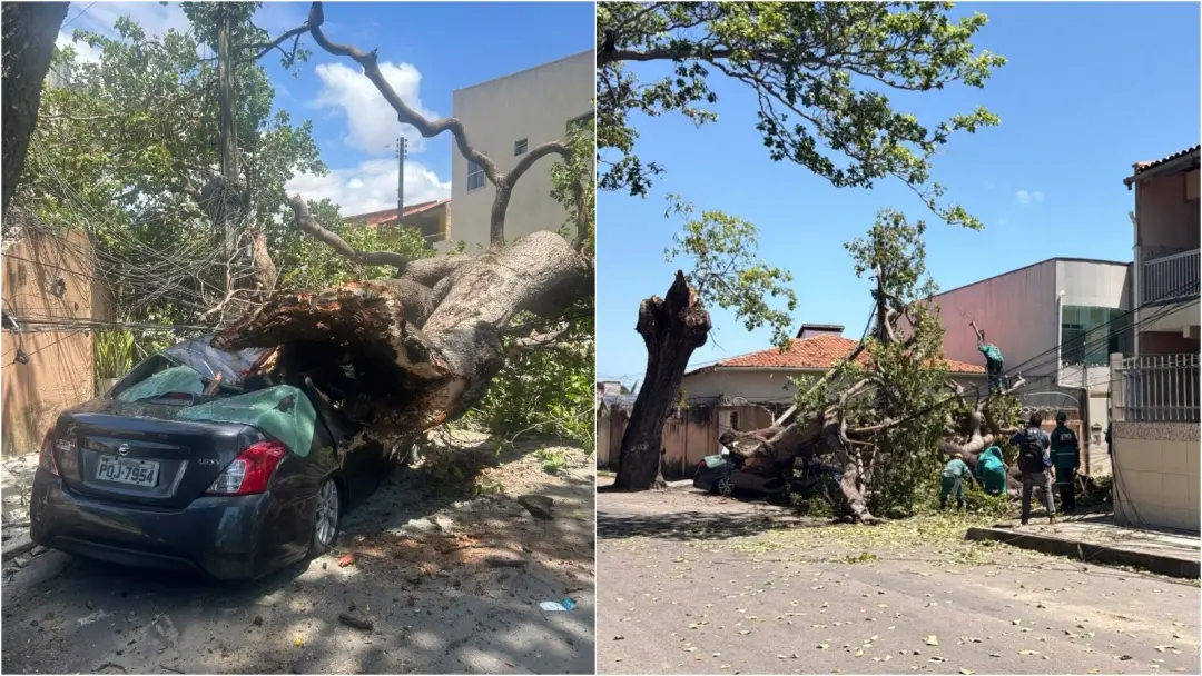 Cajueiro caiu em Fortaleza, CE, destruindo um carro e atingindo uma casa no bairro Lagoa Redonda. A área ficou sem ener…