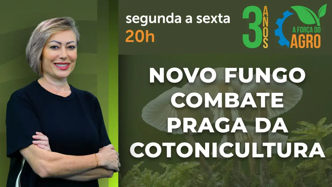 Descoberta de fungo pode mudar manejo de pragas no Brasil, pois pode acabar com o ciclo reprodutivo do bicudo-do-algodo…