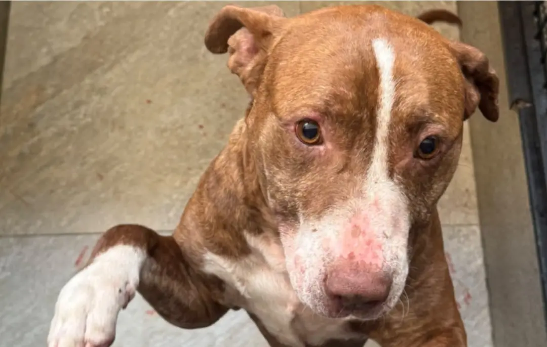 Limeira, em São Paulo, teve uma mulher presa por agredir um cachorro com chutes e cabo de vassoura. Maus-tratos a anima…