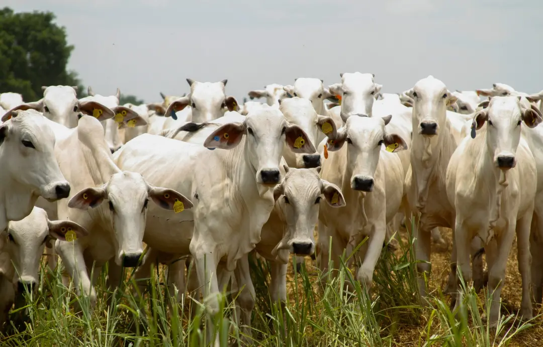 1,07 milhão de cabeças de bovinos abatidos em Goiás entre abril e junho de 2026, uma alta de 13% no trimestre. É um vol…
