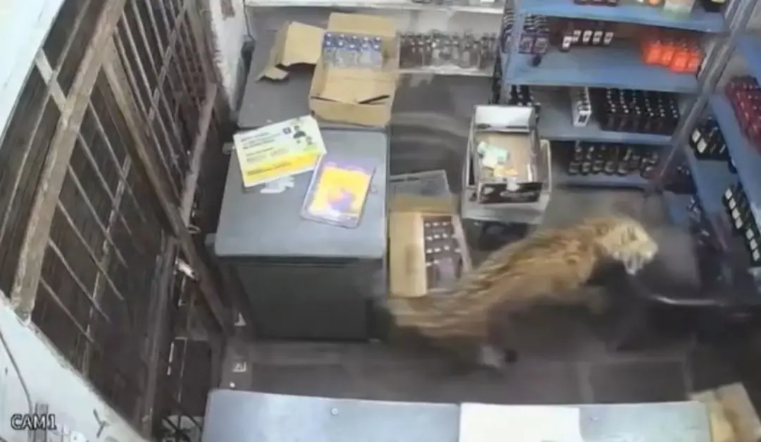 Todaraisingh, Índia. Um leopardo invade um estabelecimento e ataca quatro pessoas, incluindo os trabalhadores Fateh Lal…