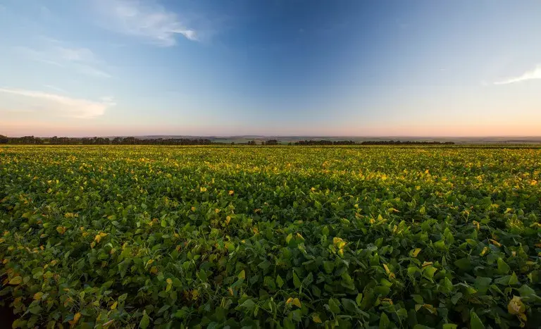 1,4 trilhão de reais o valor da produção agropecuária em agosto. As lavouras representam 63,7% desse total, com a soja …