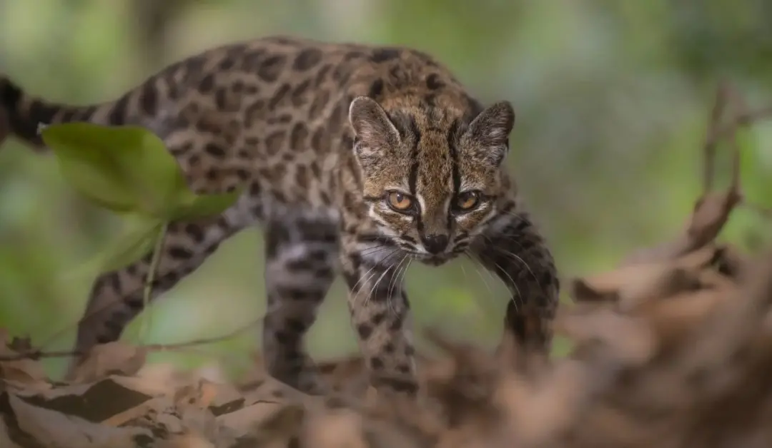 Bolívia, Yungas, nova espécie de gato selvagem foi identificada, o Leopardus tilcayo, a primeira felina descrita em mai…