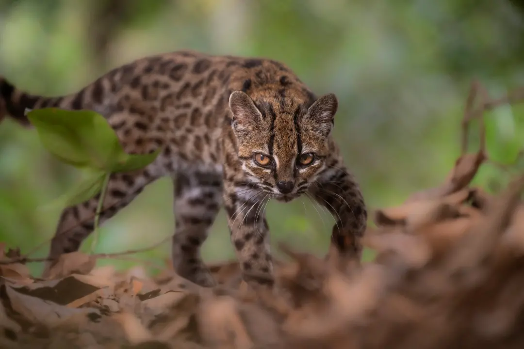 Um pequeno felino selvagem no bosque nuboso da Bolívia foi identificado como espécie desconhecida, um registro felino n…