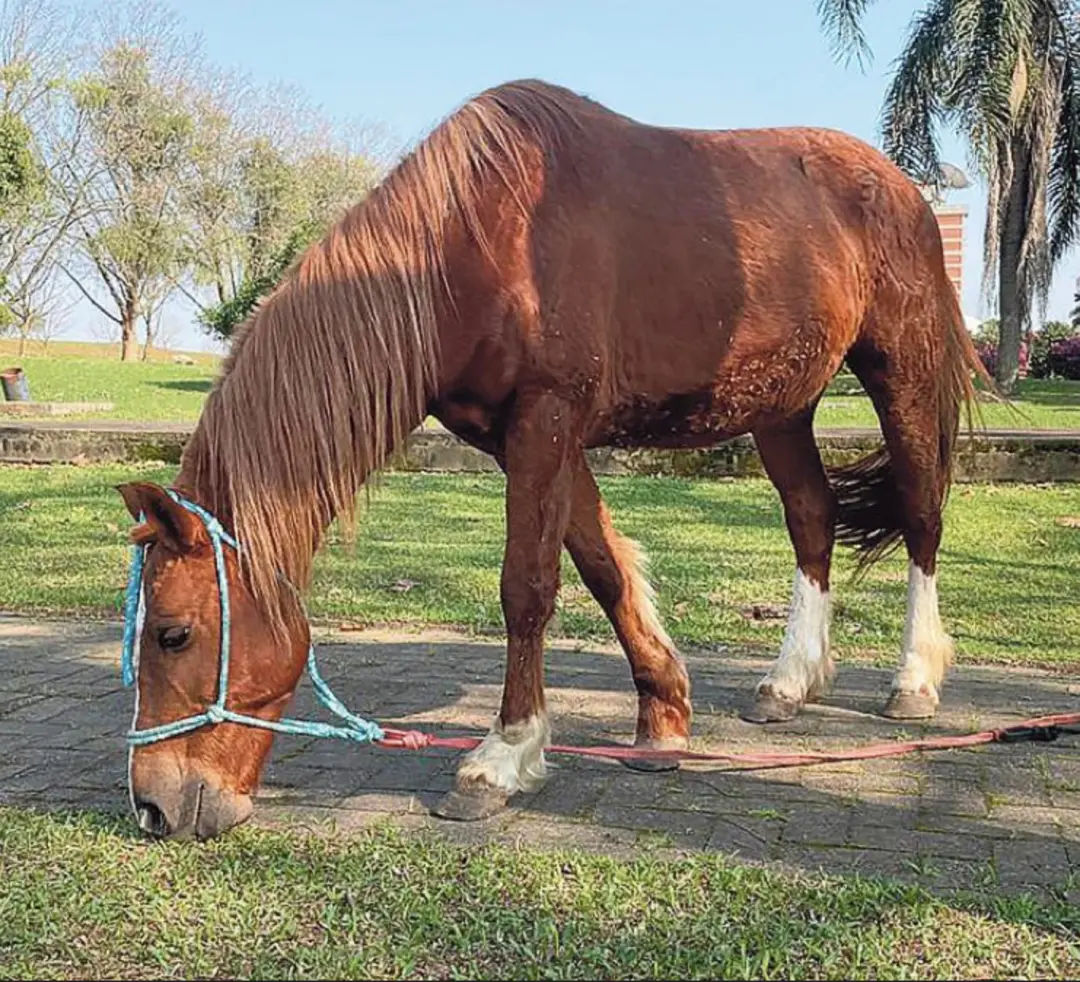 Hora Extra chegou na Ulbra em Canoas, e a possibilidade de ela se reproduzir com o cavalo Caramelo em 2027 é real. É um…