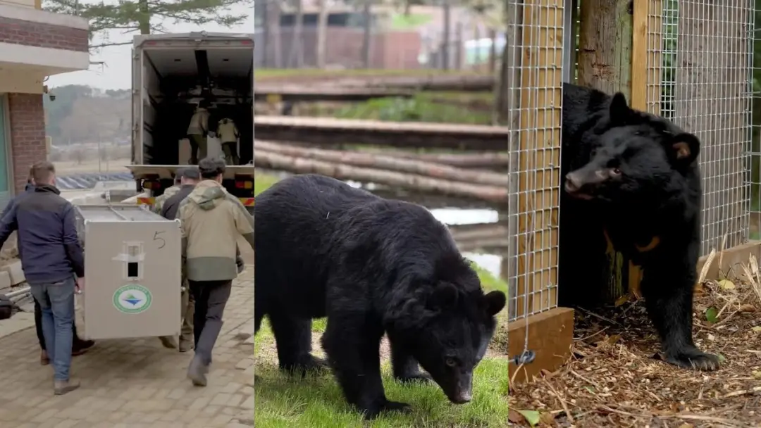 Cinco ursos resgatados de fazenda de bile na Coreia do Sul chegaram ao Reino Unido, após décadas presos em gaiolas pequ…