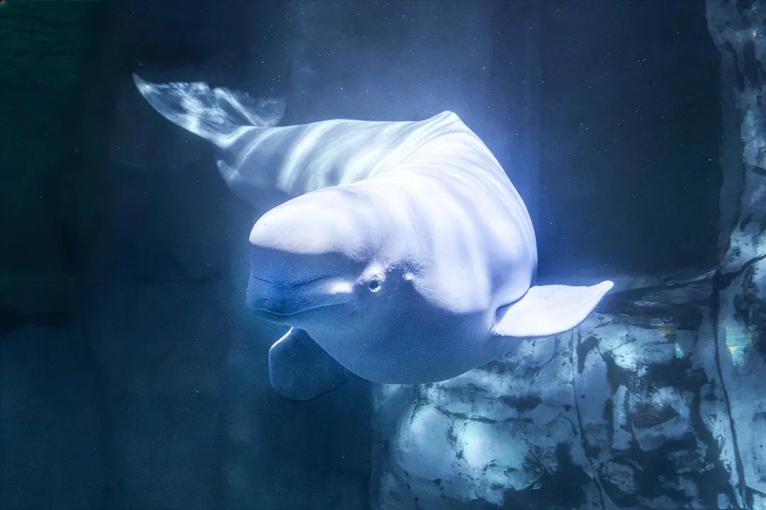 Jelly Bean, uma das belugas resgatadas para o Oceanogràfic em Valência, faleceu. A morte em meio ao processo de adaptaç…