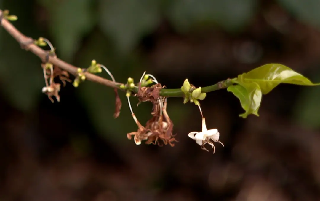 Sul de Minas, granizo atingiu 30% dos 50 hectares da fazenda do Sérgio Nabak. O dano compromete a produção de café até …