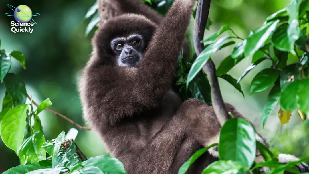 Um documentário mostra a mudança da capital indonésia e como isso afeta uma floresta local. A alteração ambiental preoc…