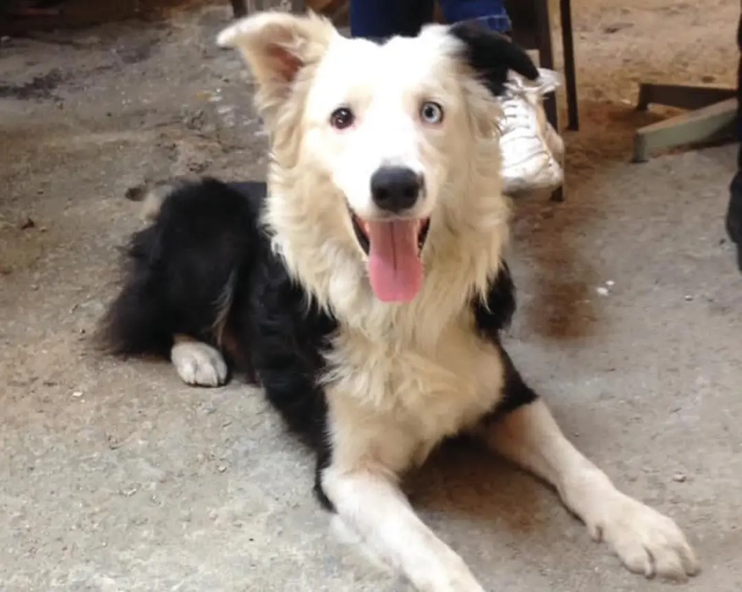 Tsunami, um Border Collie de 9 anos, ajudou a localizar 12 pessoas vivas sob escombros no terremoto da Venezuela. É imp…