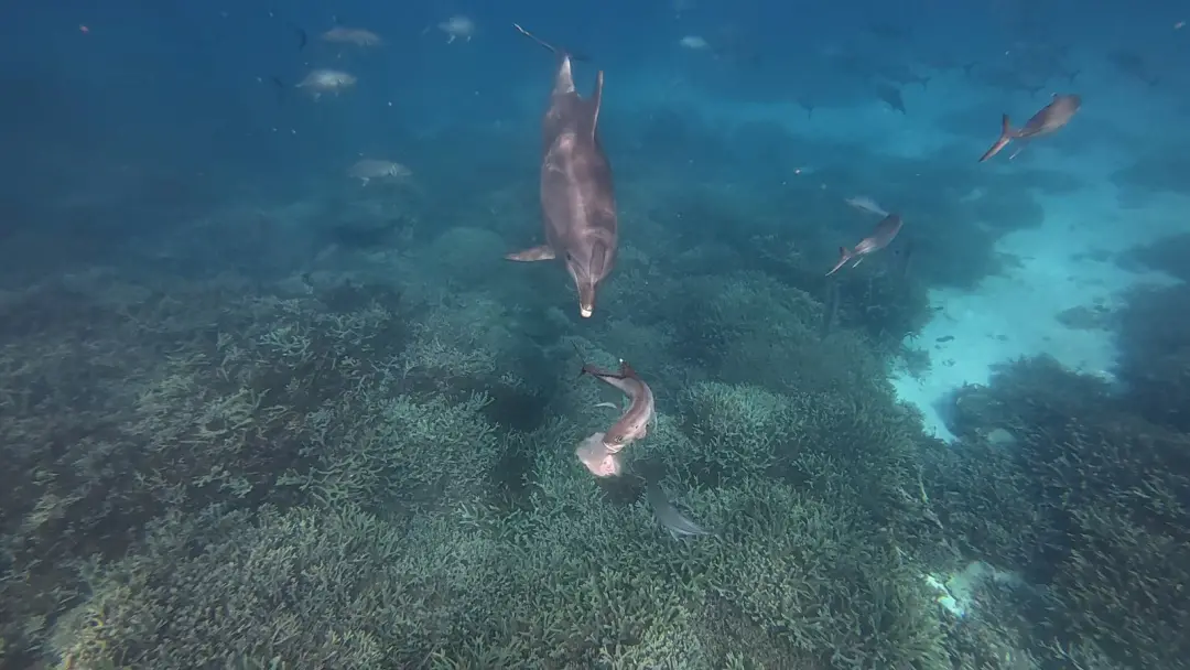 Um golfinho terrível causa ânsia em peixes até que ele os consome. Essa criatura tem uma solução bem nojenta quando a e…