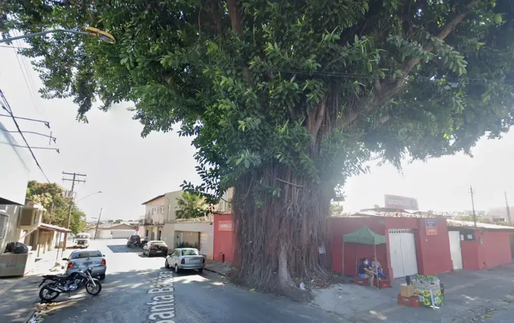 Rua José Hermano, em Goiânia, a MPGO pediu nova avaliação técnica sobre a gameleira, pois laudos recentes não indicaram…