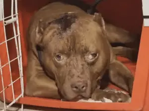 Rio de Janeiro, criança morre após ser atacada por pitbull do companheiro da mãe. É uma situação que mostra a falta de …