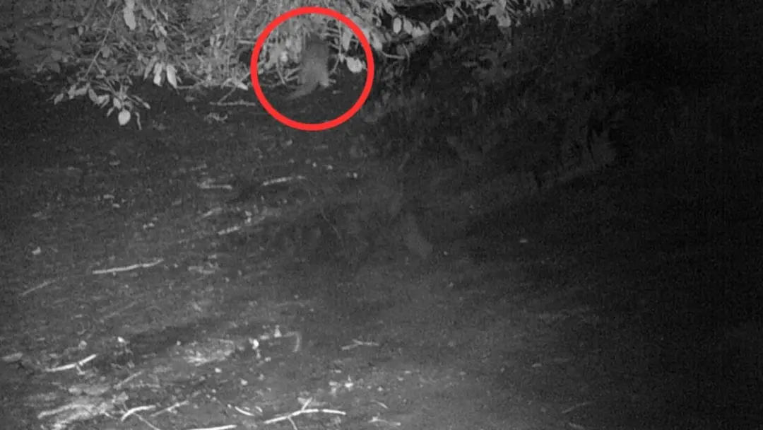 Bronx River teve a volta de uma lontra americana, primeira em cerca de 100 anos no rio. É sinal de que os esforços de r…