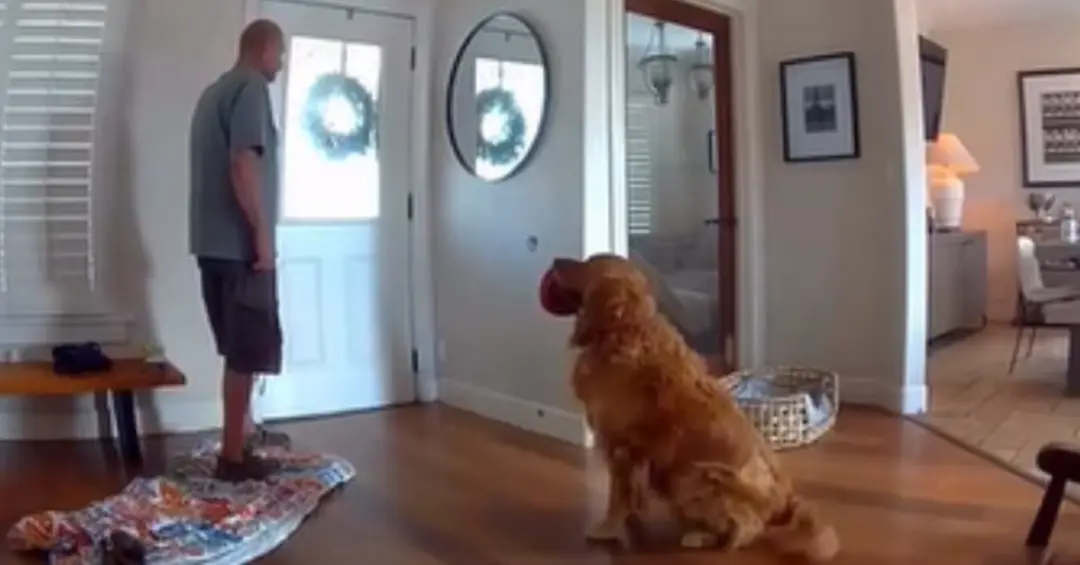 Nash, golden retriever em São Francisco, EUA, reagiu a um invasor que entrou pela janela do segundo andar tentando brin…