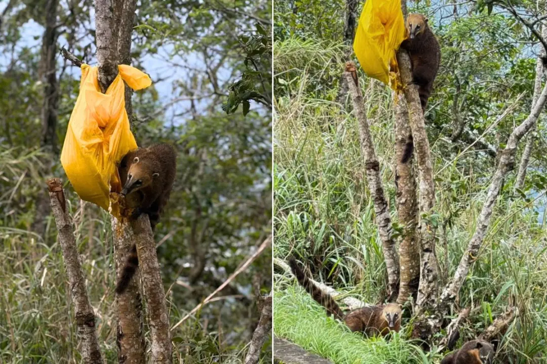 Serra do Mar, em Cubatão, viu um bando de quatis se alimentando de uma sacola deixada na árvore. É um tiro no pé deixar…