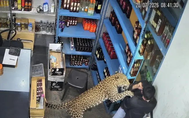 Rajastão, Índia. Um leopardo atacou três pessoas em loja de bebidas na área urbana de Todaraisingh. A situação mostra o…