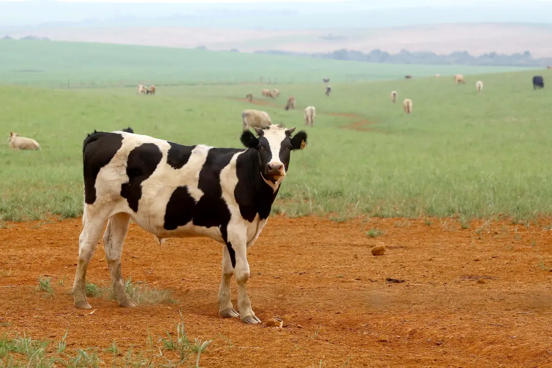 Projeto de Lei 3002/26 cria regras para limpeza de pastagens em áreas rurais consolidadas, permitindo autodeclaração se…