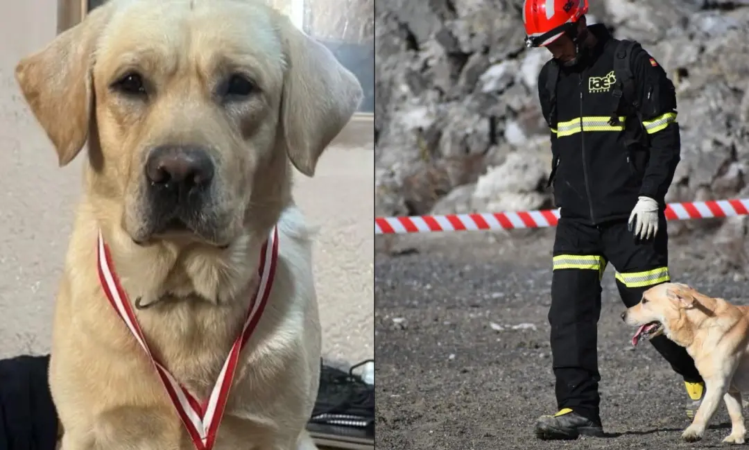 Quino, cão espanhol que ajudou em resgates após terremotos na Venezuela, morreu após dois meses de internação por insuf…